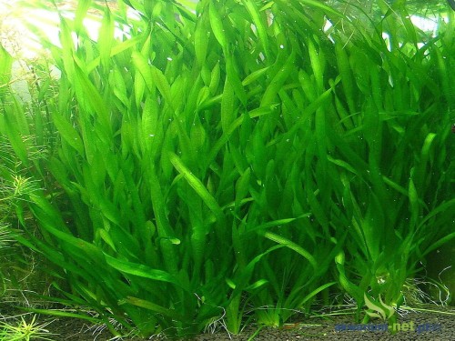 VALLISNERIA ASIATICA.JPG