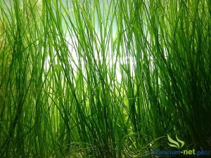 VALLISNERIA NANA