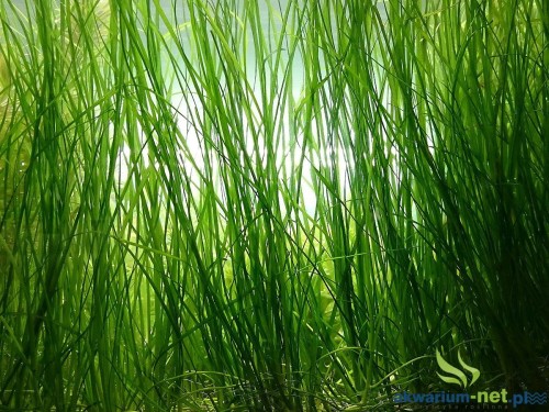 VALLISNERIA NANA.JPG