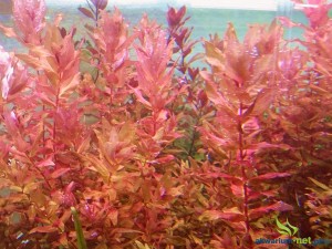 ROTALA MACRANDRA - RED