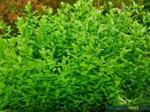 BACOPA MONNIERI - 5 SZT.