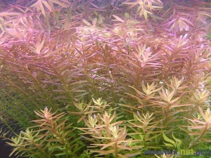 ROTALA ROTUNDIFOLIA INDICA - 5 SZT.
