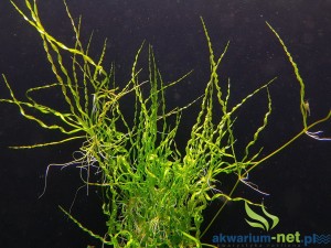 ECHINODORUS VESUVIUS