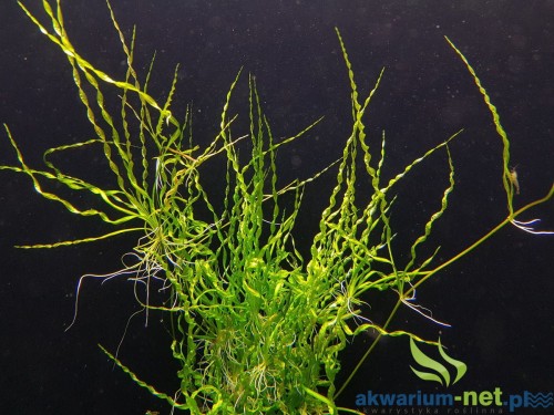 ECHINODORUS VESUVIUS.jpg
