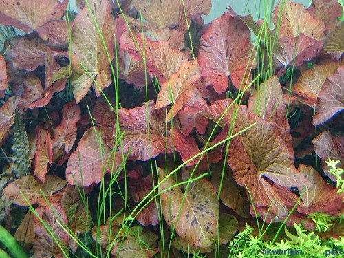 NYMPHAEA TIGER LOTUS RED.JPG