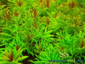 LIMNOPHILA AROMATICA MINI - 5 SZT.