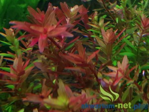 ROTALA BLOOD RED 5 SZT.