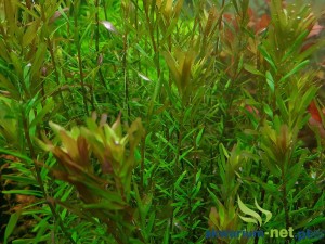 ROTALA MEXICANA BANGLADESH 5 SZT.