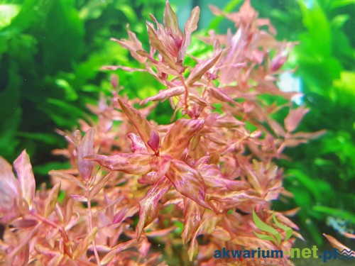 ROTALA MACRANDRA VARIEGATED.jpg