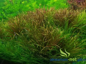 BLYXA JAPONICA