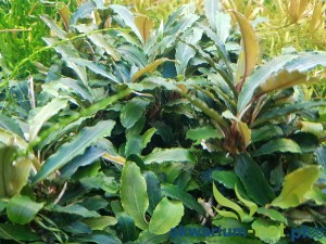 BUCEPHALANDRA THEIA