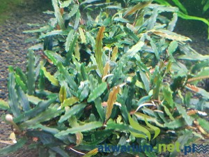 BUCEPHALANDRA BIBLIS