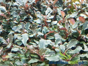 BUCEPHALANDRA BROWNIE PURPLE