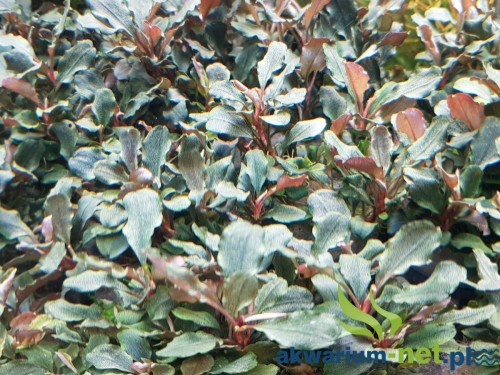 BUCEPHALANDRA BROWNIE PURPLE.jpg