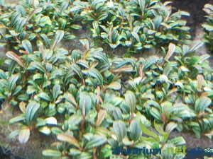 BUCEPHALANDRA MINI CAT
