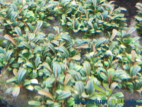 BUCEPHALANDRA MINI CAT.jpg