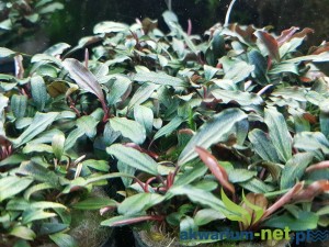 BUCEPHALANDRA BROWNIE GHOST