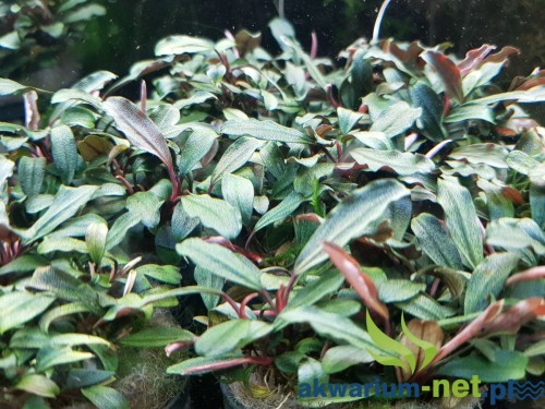 BUCEPHALANDRA BROWNIE GHOST.jpg