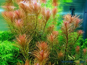 LUDWIGIA PANTANAL