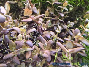 BACOPA SALZMANII PURPLE 5 SZT.