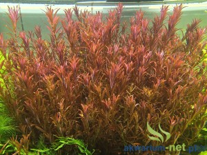ROTALA BLOOD RED 5 SZT.