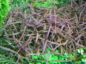 HYGROPHILA ARAGUAIA - 5 SZT.
