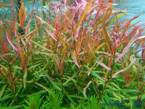PERSICARIA SP. „KAWAGOEANUM” 