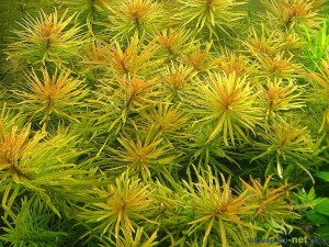 LUDWIGIA VAR. CUBA
