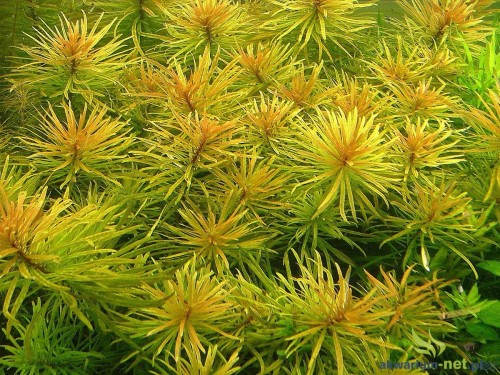LUDWIGIA VAR. CUBA.JPG
