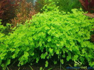 HYDROCOTYLE JAPAN - 5 SZT.