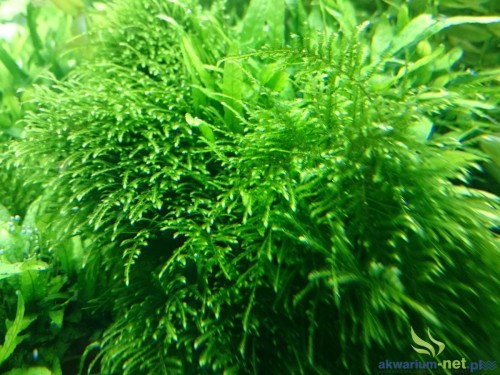 MECH PEACOCK MOSS.JPG