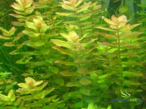 ROTALA MACRANDRA - GREEN 5 SZT.