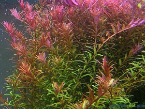 ROTALA COLORATA - 5 SZT.
