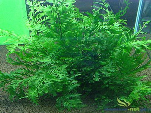 BOLBITIS HEUDELOTII.jpg