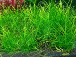 ECHINODORUS TENELLUS - 5 SZT.