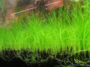 ELEOCHARIS ACICULARIS - 50 SZT.