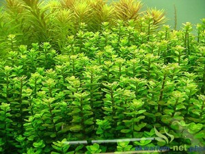 AMMANIA SP. BONSAI - 5 SZT.