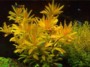 NESAEA PEDICELLATA GOLDEN