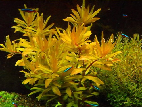 Nesaea pedicellata Golden.jpg