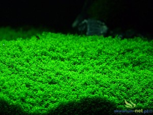 HEMIANTHUS CALLITRICHOIDES