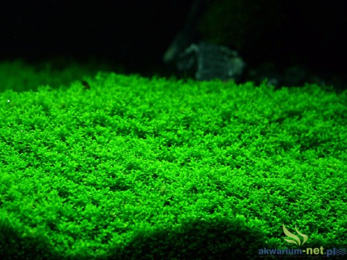 HEMIANTHUS CALLITRICHOIDES.jpg