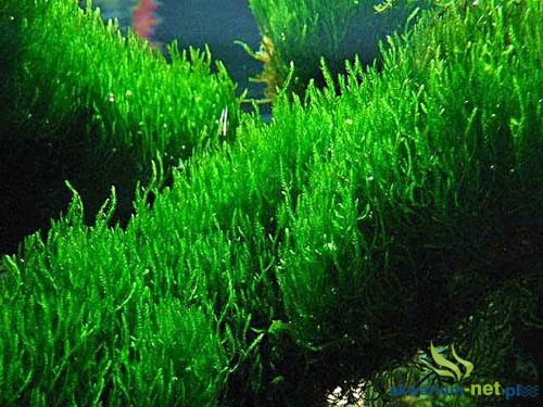 MECH FLAME MOSS.jpg