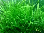 ECHINODORUS LATIFOLIUS