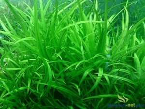 ECHINODORUS LATIFOLIUS
