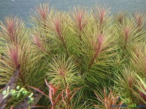 EUSTERALIS STELLATA