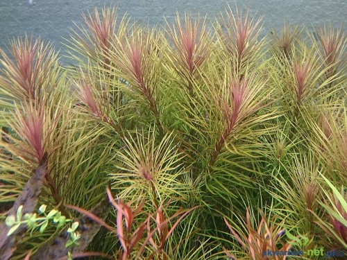 EUSTRALIS STELLATA.JPG