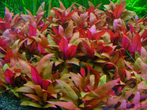 ALTERNANTHERA REINECKII MINI - 5 SZT.