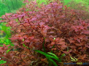 LUDWIGIA MINI SUPER RED - 5 SZT.