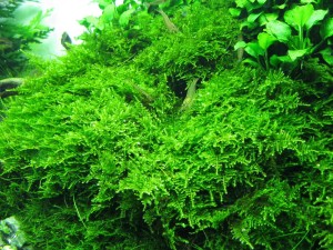 MECH CHRISTMAS MOSS