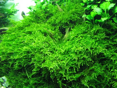 MECH CHRISTMAS MOSS.jpg